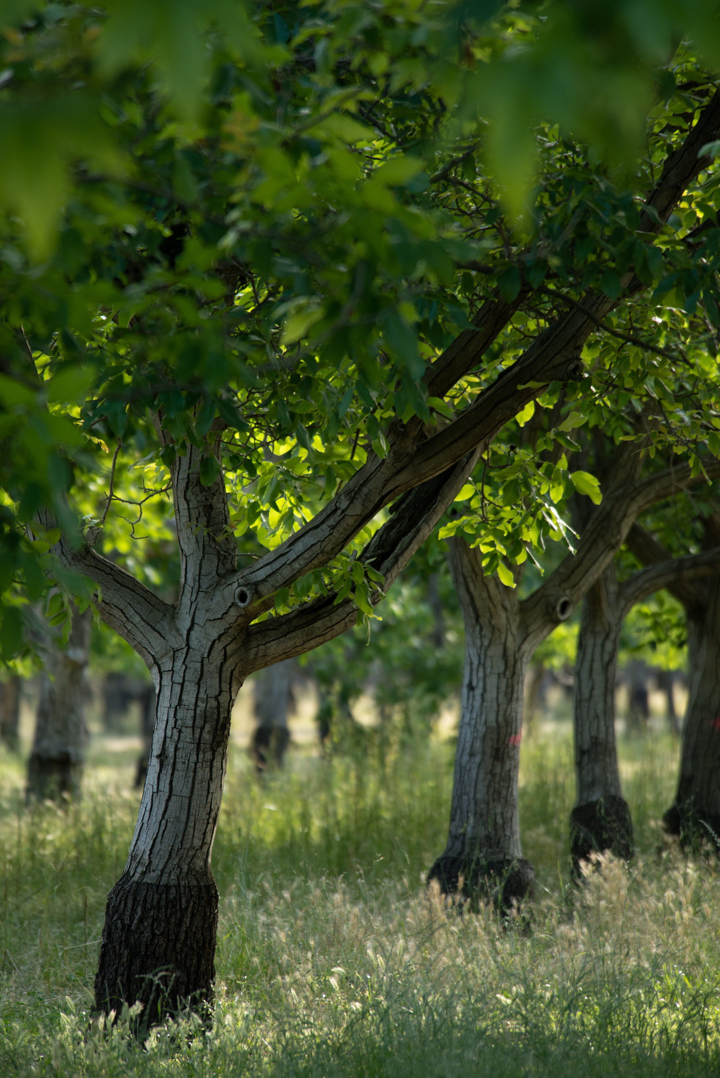 Sean McNamara walnut trees-4.jpg