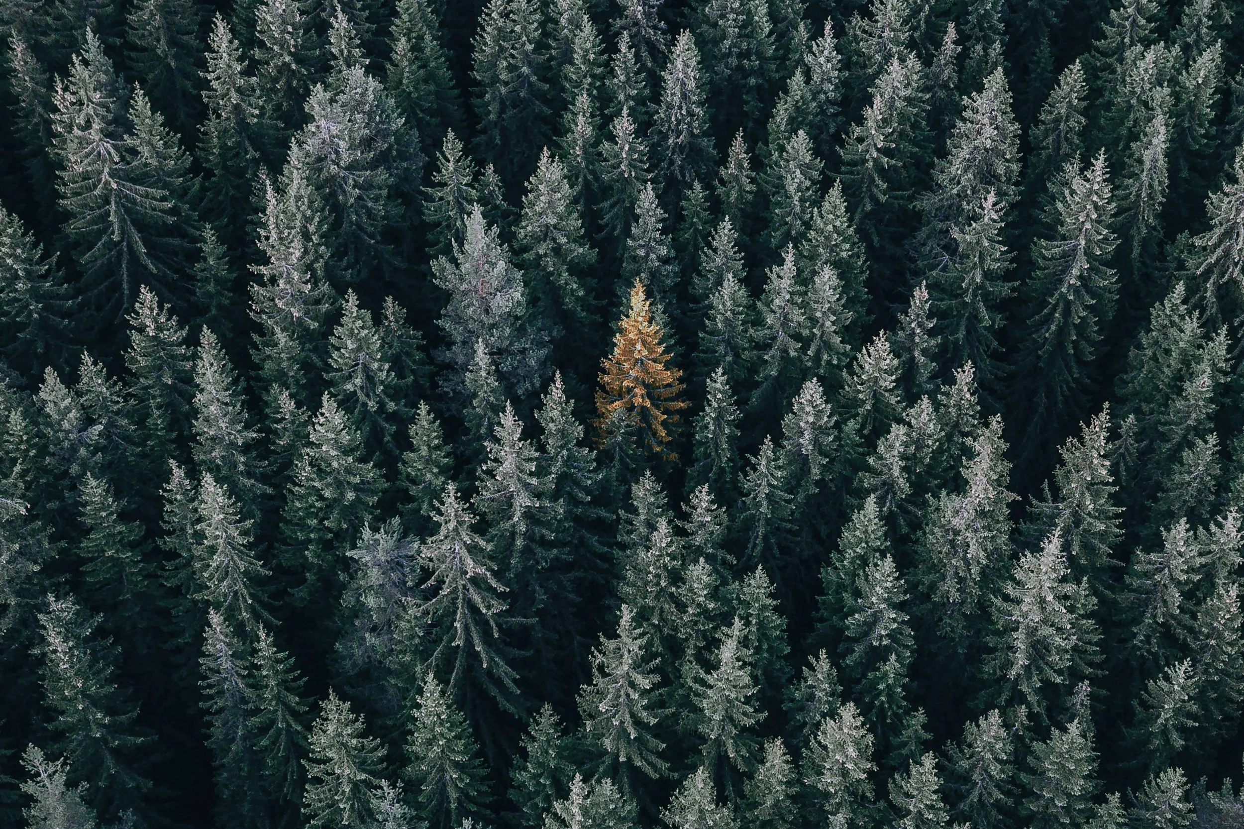 Special Constellation Workshop for Personal Constellations