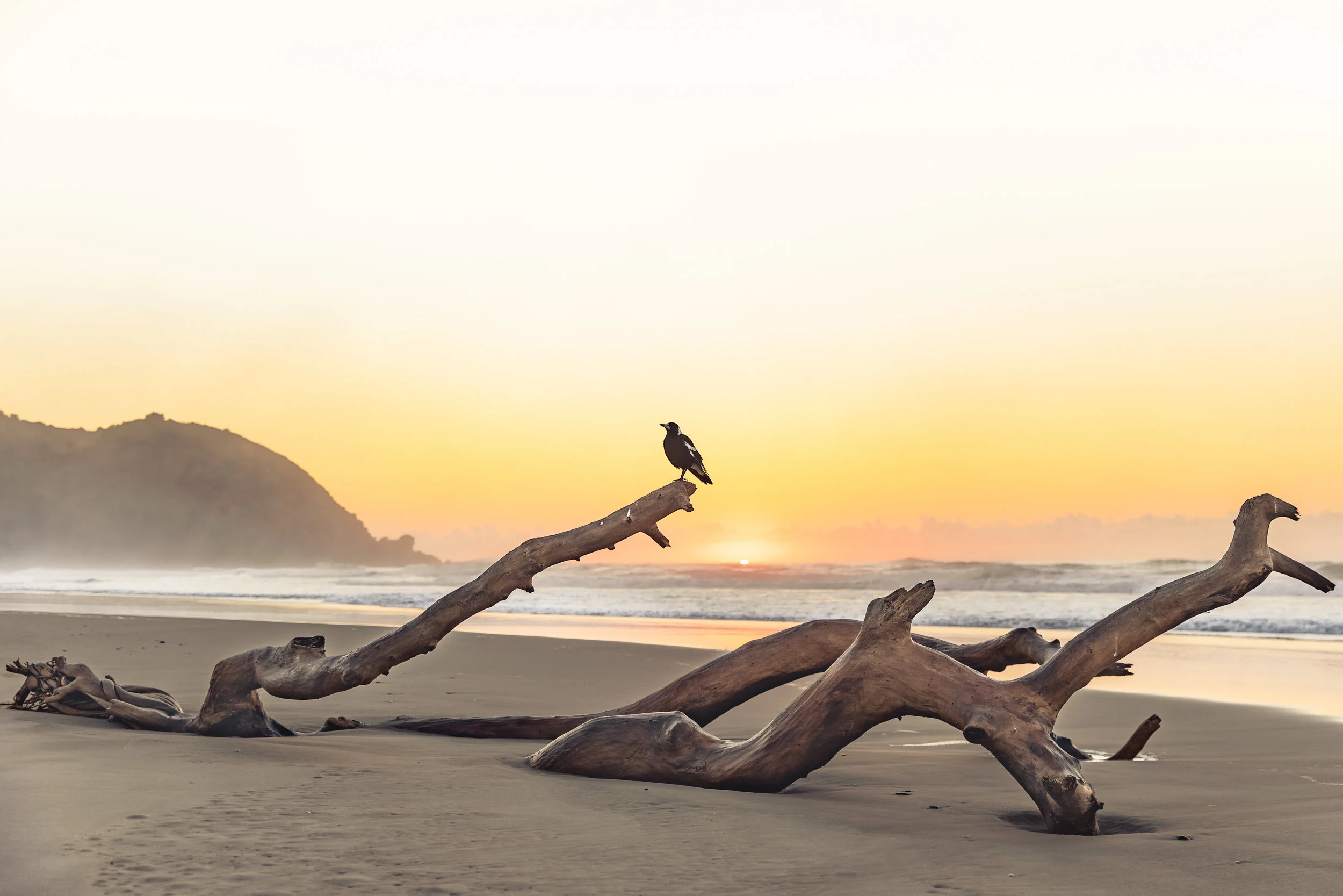Magpie sunrise - Byron Bay, NSW