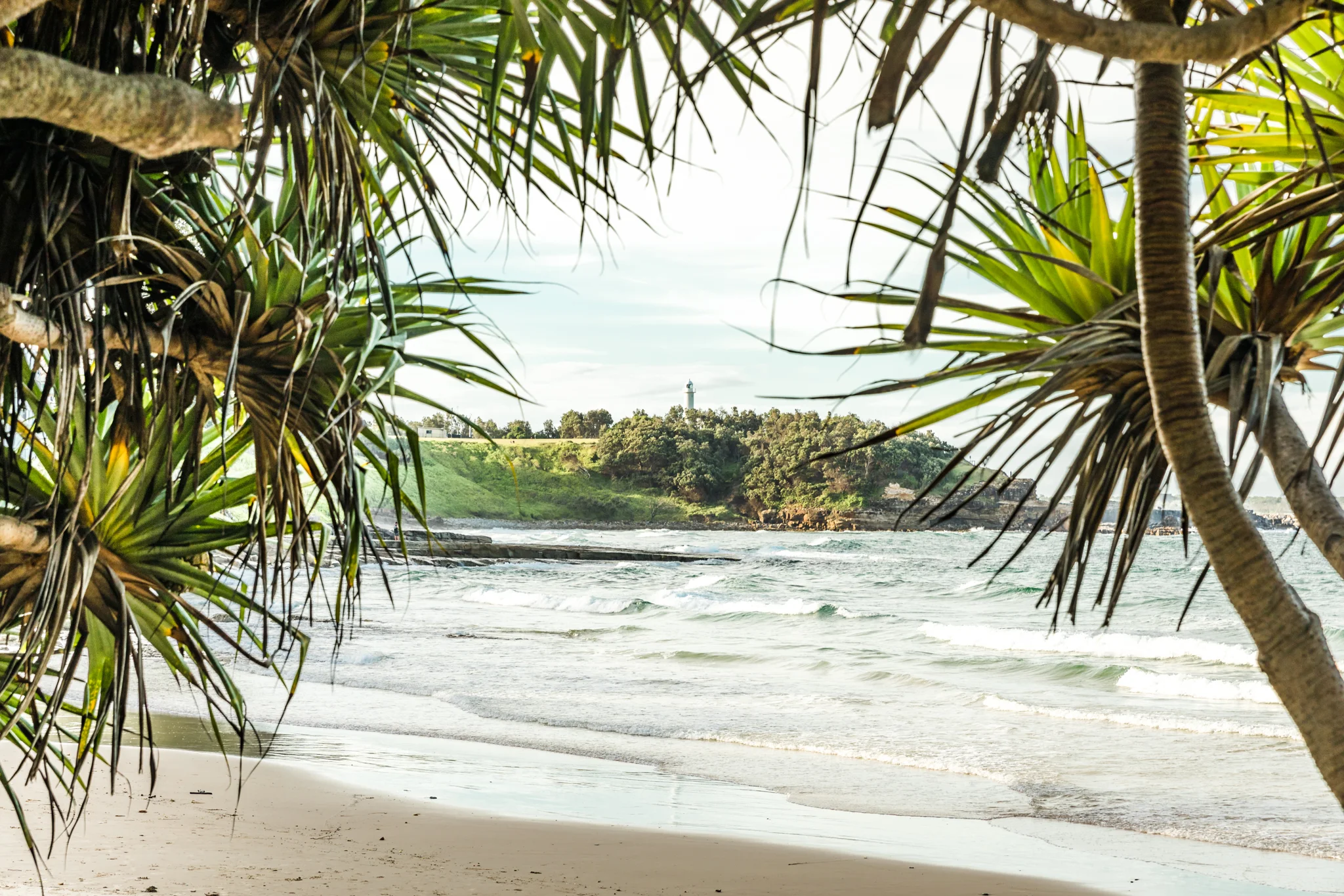 Lighthouse through pandanus - Yamba, NSW