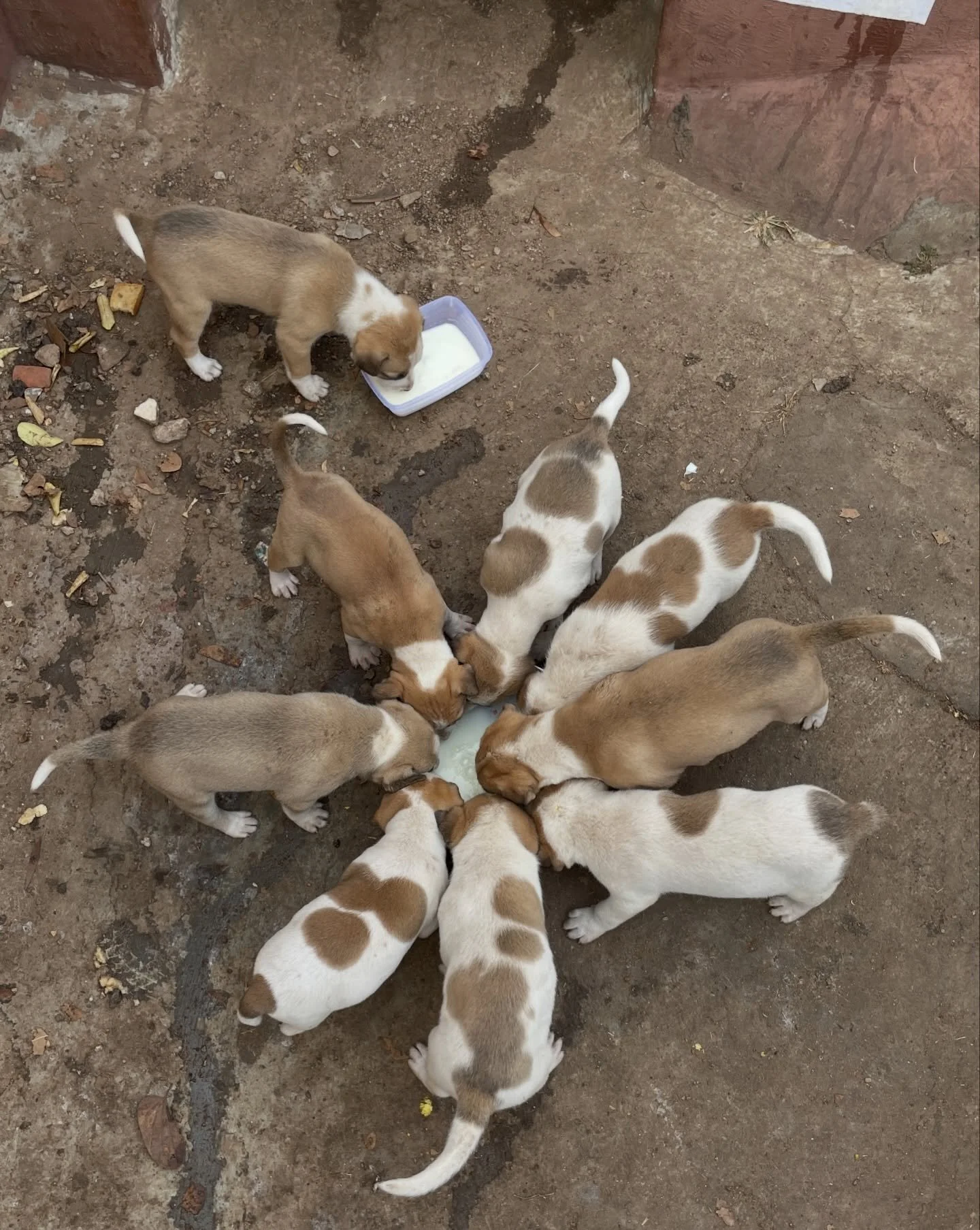 インド滞在４週目終了
ナタラジャーサナで今まで言われたことのない
やり方を教わったので確認したくて質問に行った

丁寧に説明してくれた後
「トライしていたらできるようになる
やってみて！
進むことばかりの人もいるけれど本来はちゃんと
一つ一つクリアにして次のポーズに進む」
というお話をしてくれた

実はちょっと気になっていた
他国の練習生の中には、脚が首の後ろにかからなくても、
カランダで自力で降りられなくても
(上がれないは分かるけど)
どんどん進んでいる人がたくさんいる

私は進むことより誤