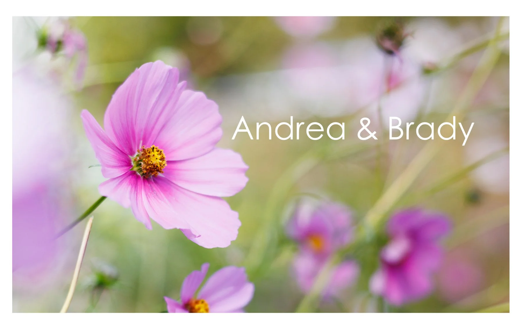 Andrea_Brady_Title_page-v1.jpg