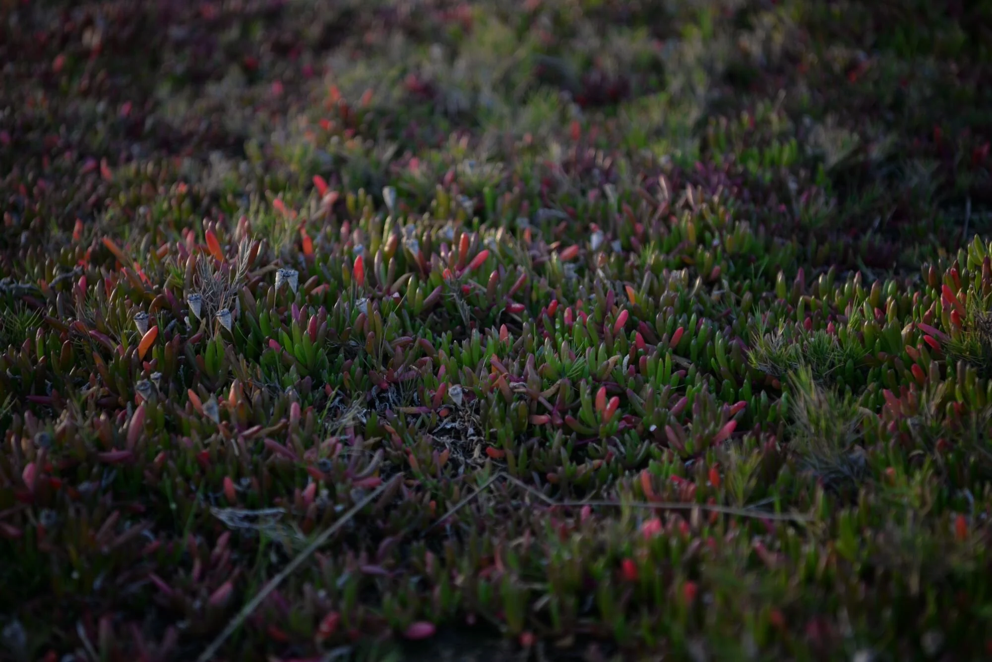scale~2000x0x0x0~dsc9422-1472970983-26.jpg