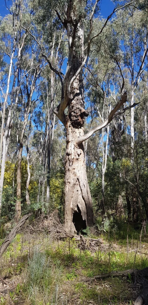 baroogascartree3.jpg
