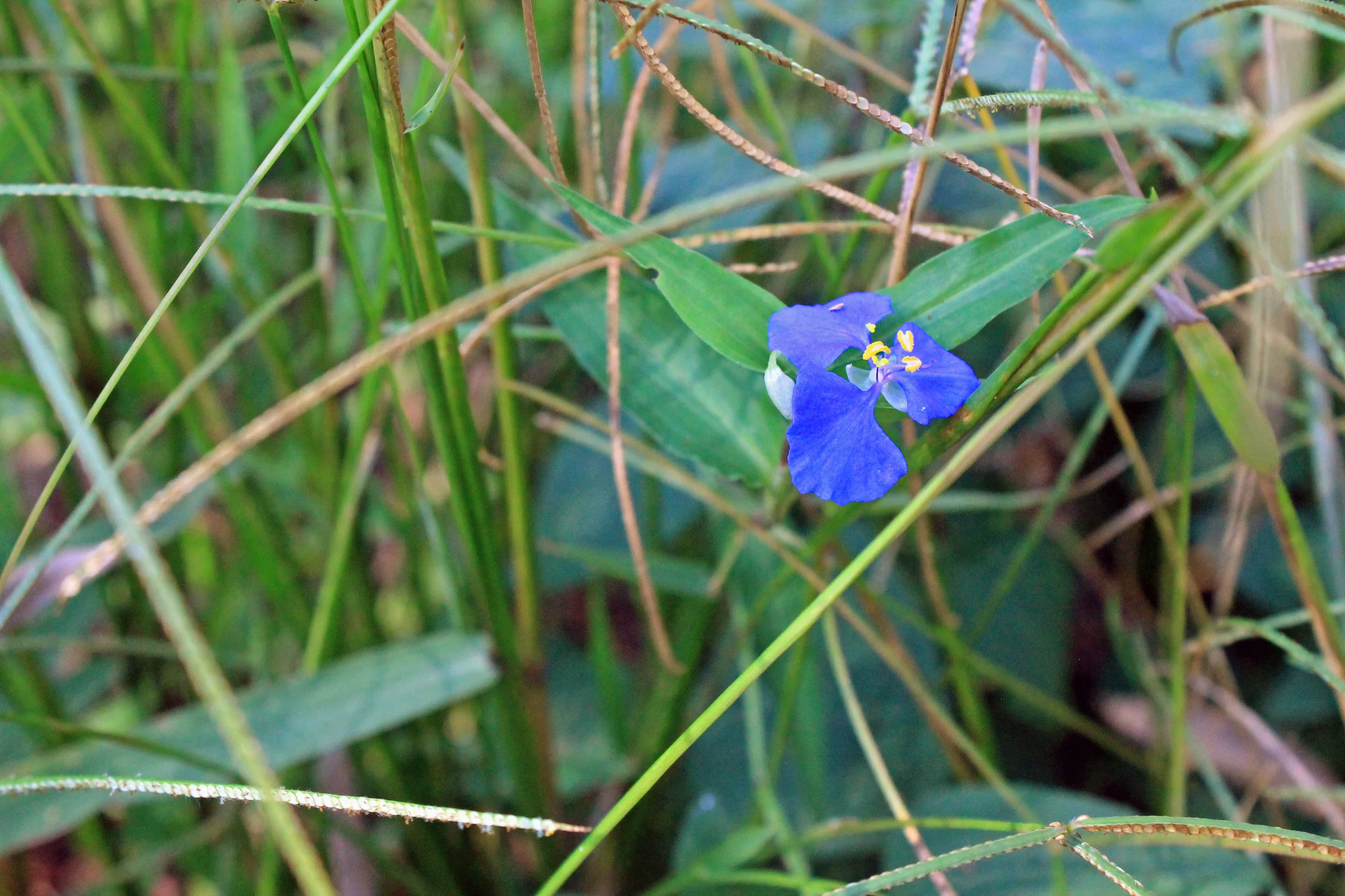 IMG_8617B.jpg