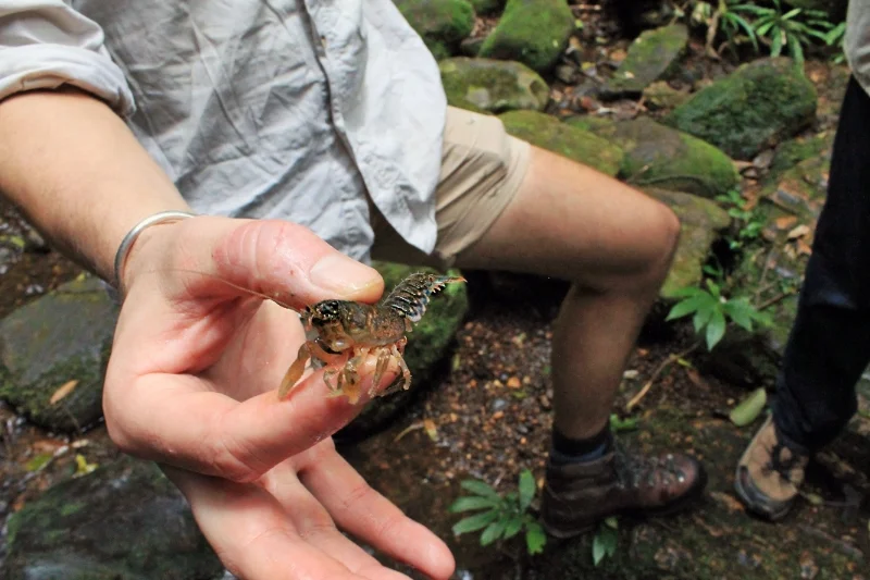A small Lamington Spiny Crayfish.