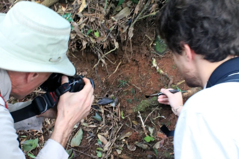 Opening the trap door of a trapdoor spider burrow.