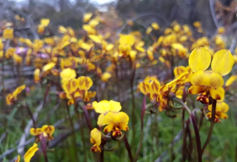 Diuris sp.