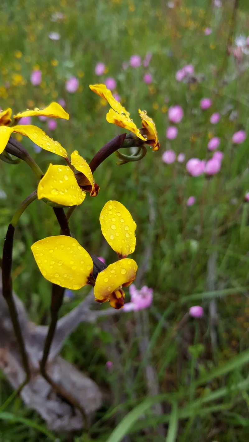 Diuris sp.