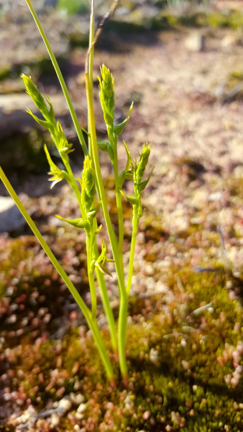 Leek orchid