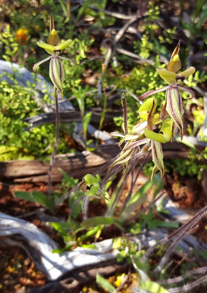 Ant orchid