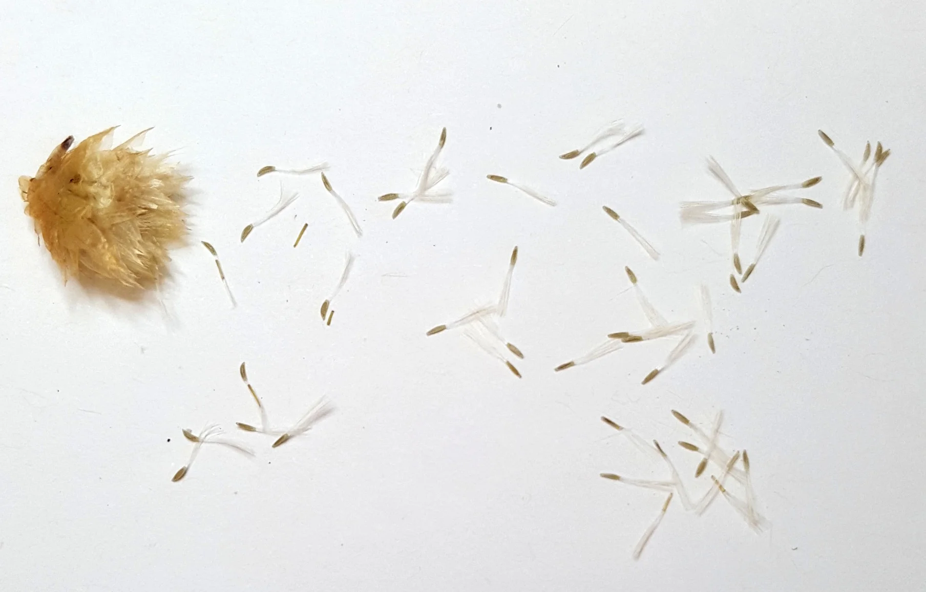 (2) Podolepis canescens seed
