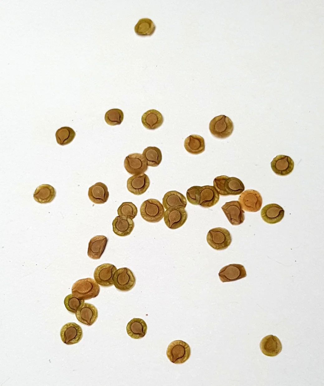 (4) Velleia rosea seed