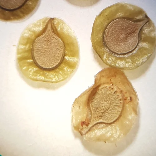 Velleia cycnopotamica