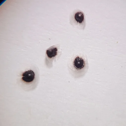 Spergula arvensis