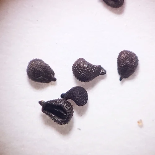 Peterohagia dubia