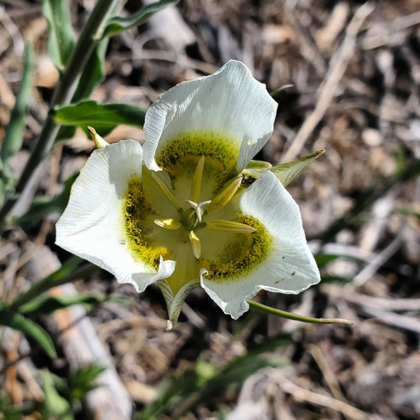 Found some Mariposa lilies today🌱