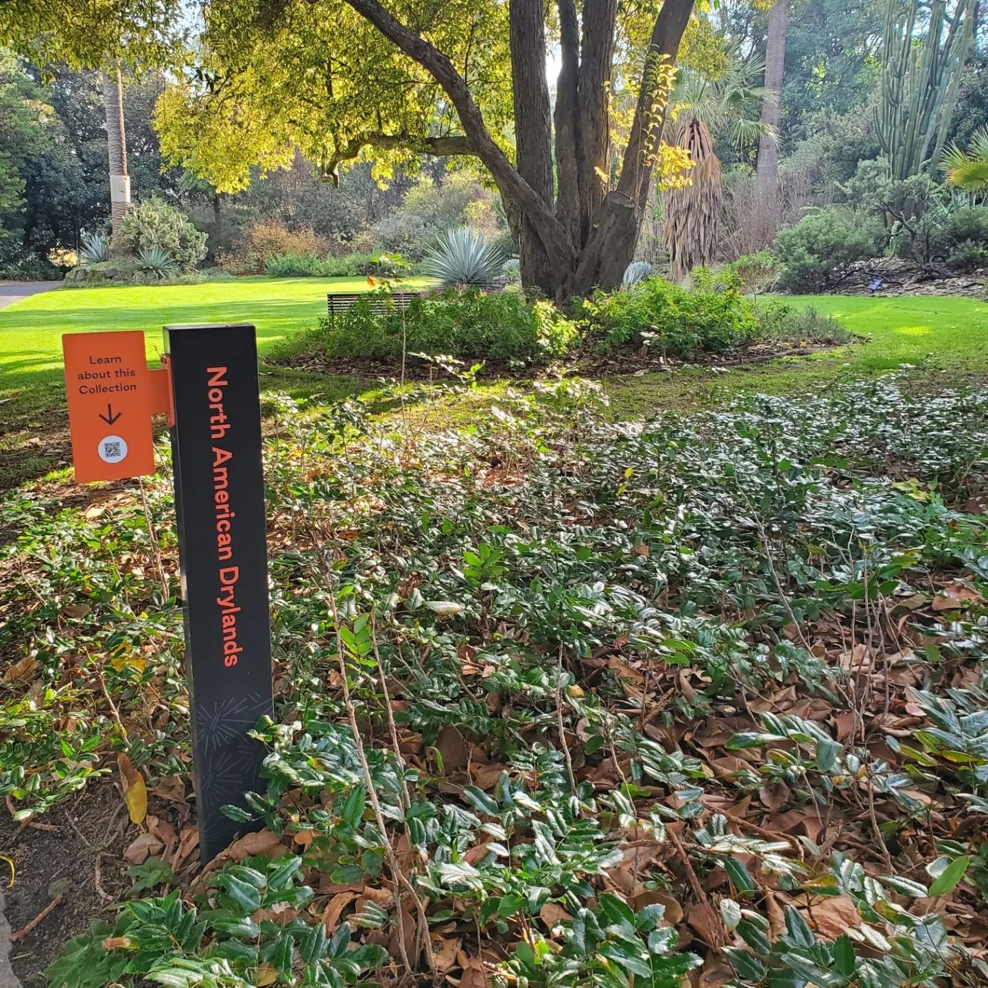 What does one find in a botanic garden in Australia... the exotic plants of home! I could maybe see having Ocotillo but... Mahonia repens? Artemisia ludoviciana? 😂 I tried looking for a big sagebrush but was unsuccessful!