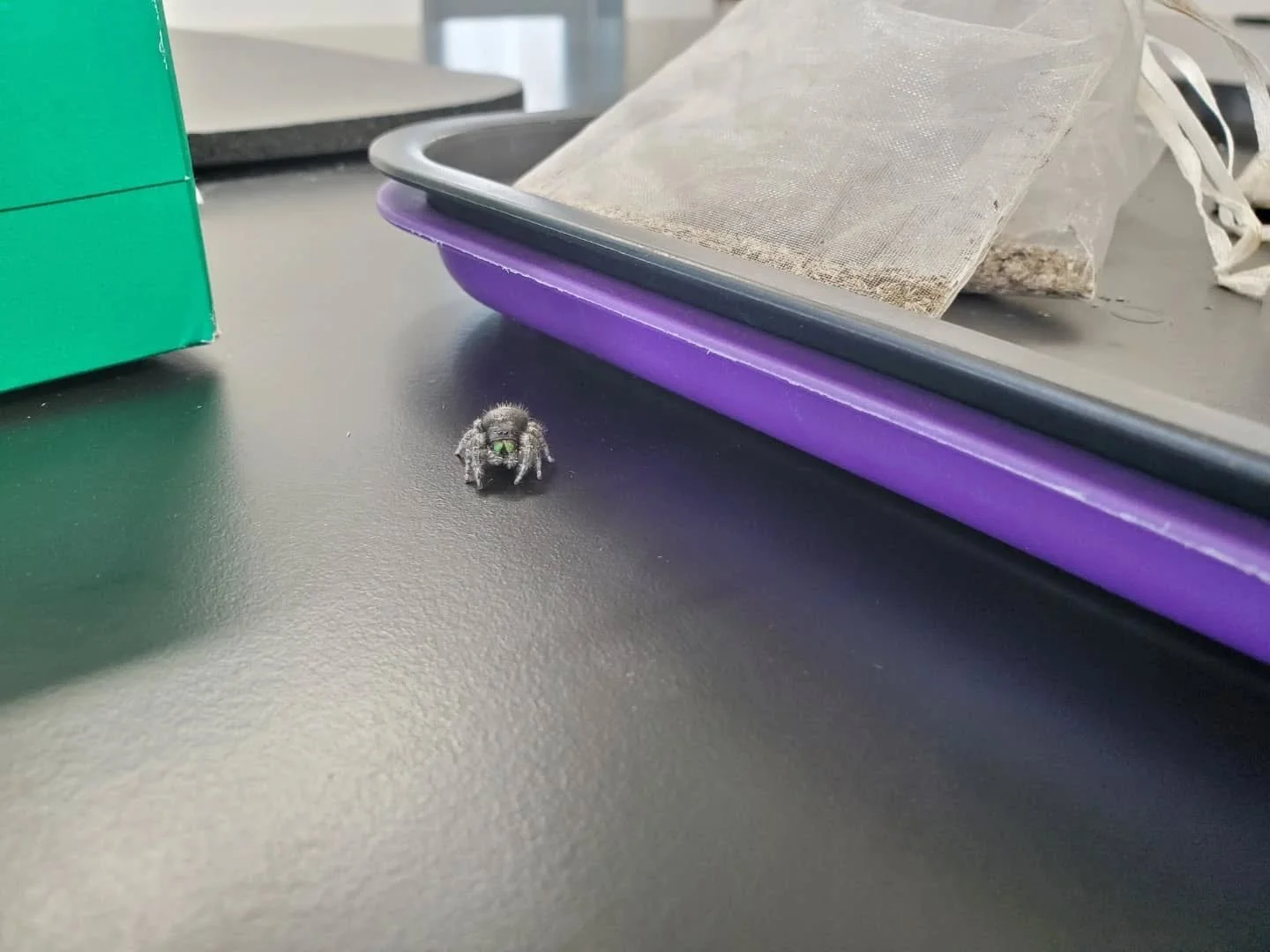 Had a friend visit while I was planting seeds today! I think it is a bold jumping spider - Phidippus audax. So cute!!! 🕷