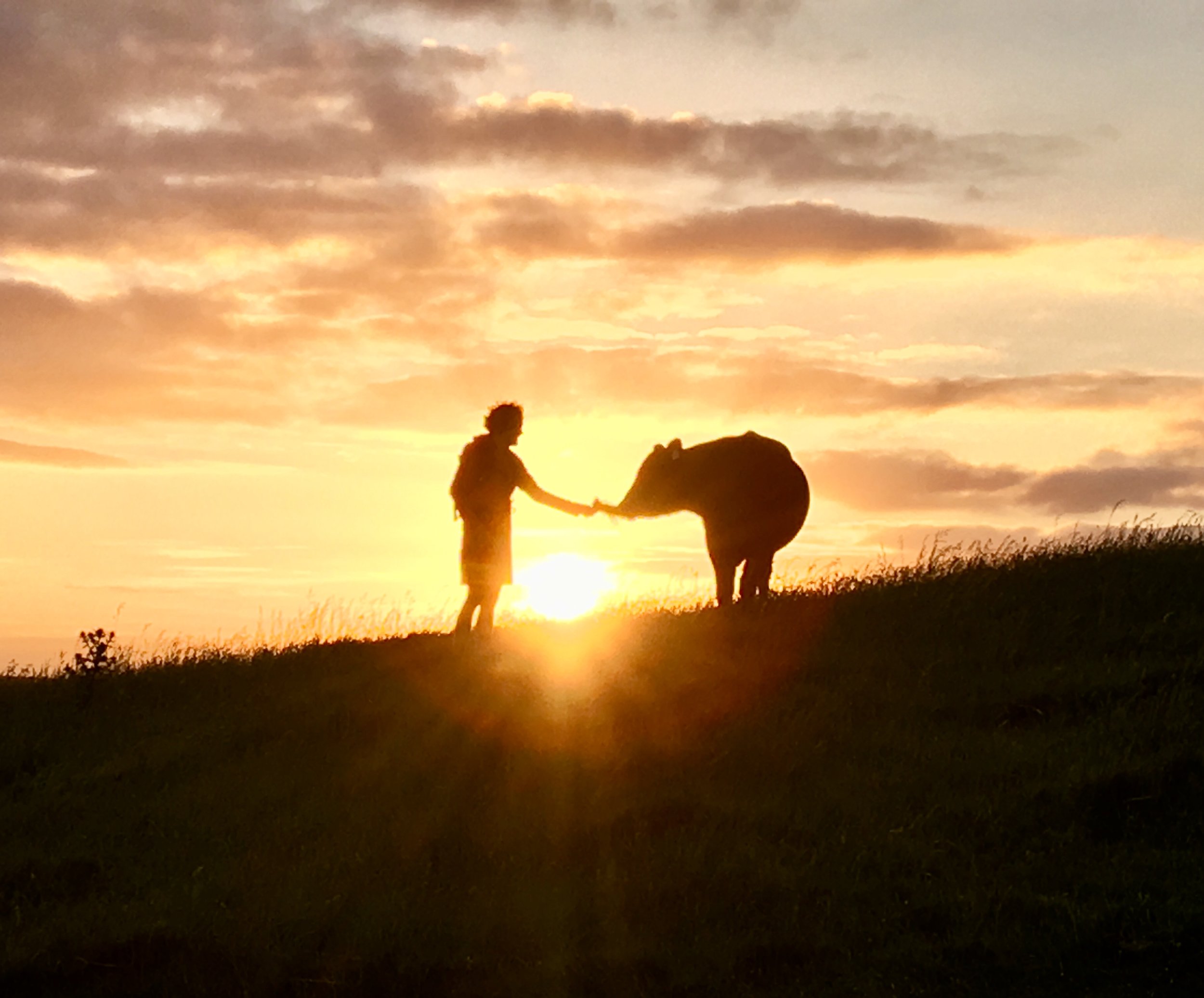 George - The Cow Whisperer