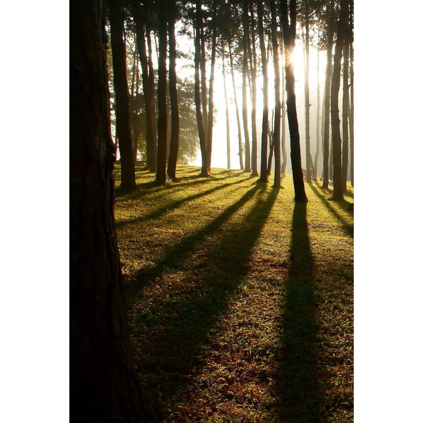 Like a lot of people, I&rsquo;m missing the big hills at the moment. It&rsquo;s nearly time. But during this mountain sabbatical though, I think I&rsquo;ve gained the most energy from running in the woods and enjoying the light in the trees. I&rsquo;