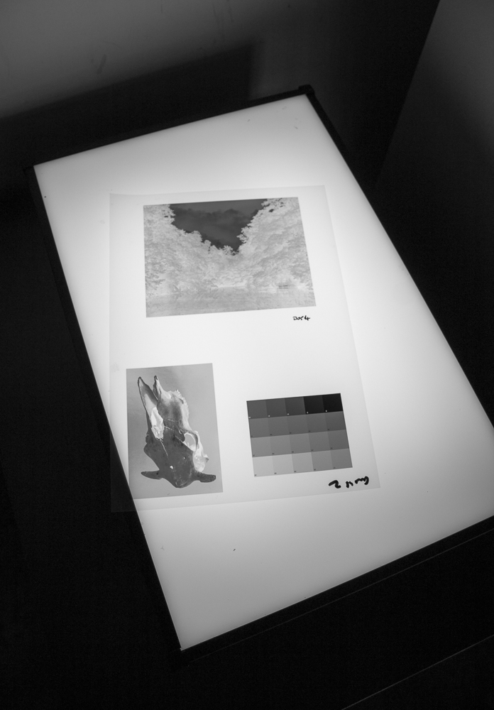 Digital negatives on the lightbox.