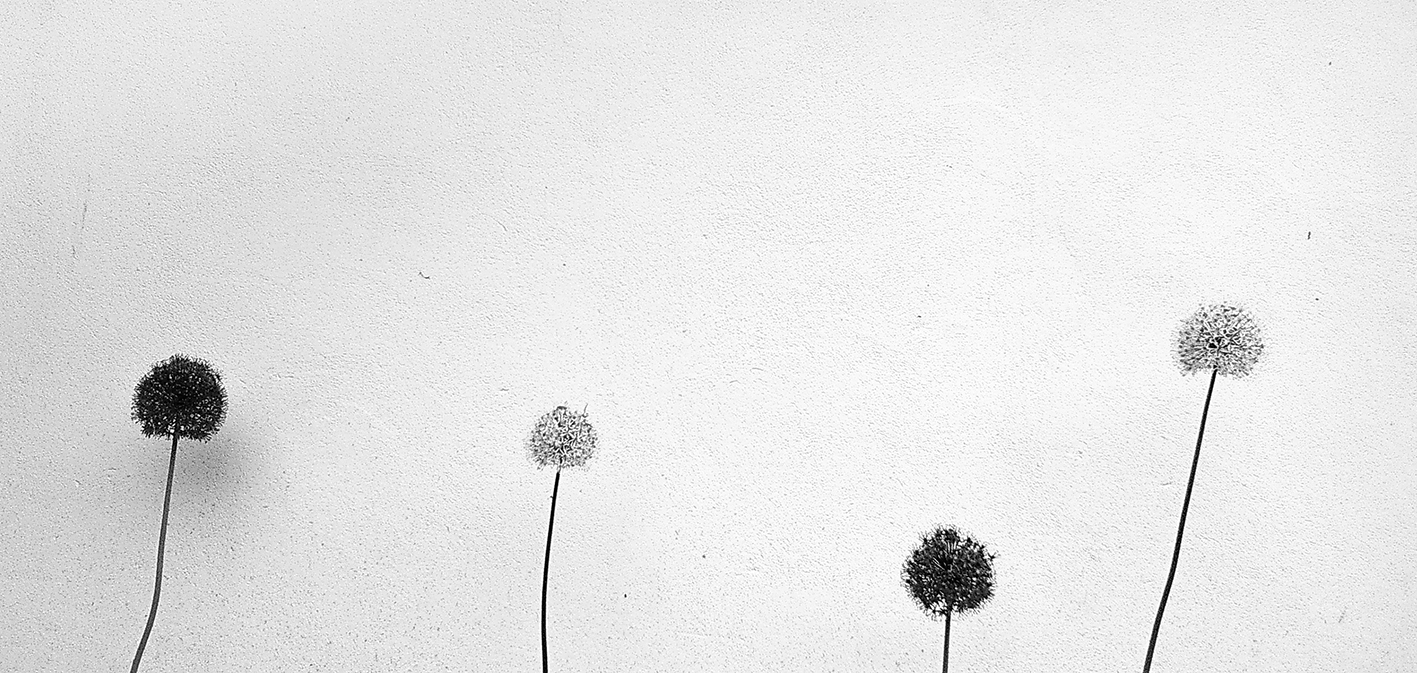 Alliums against a Wall