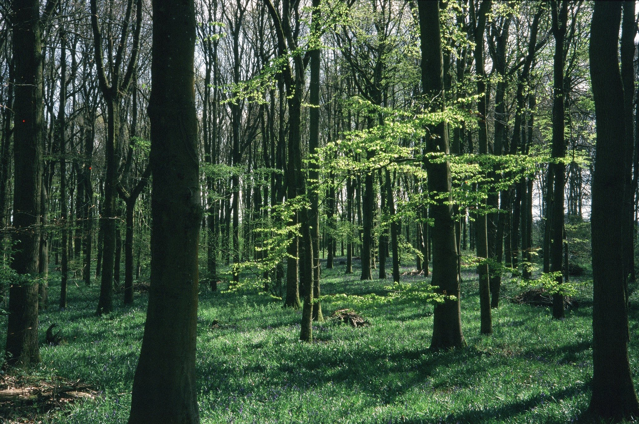 Matt Parry, Glowing Green , Provia 100f film.