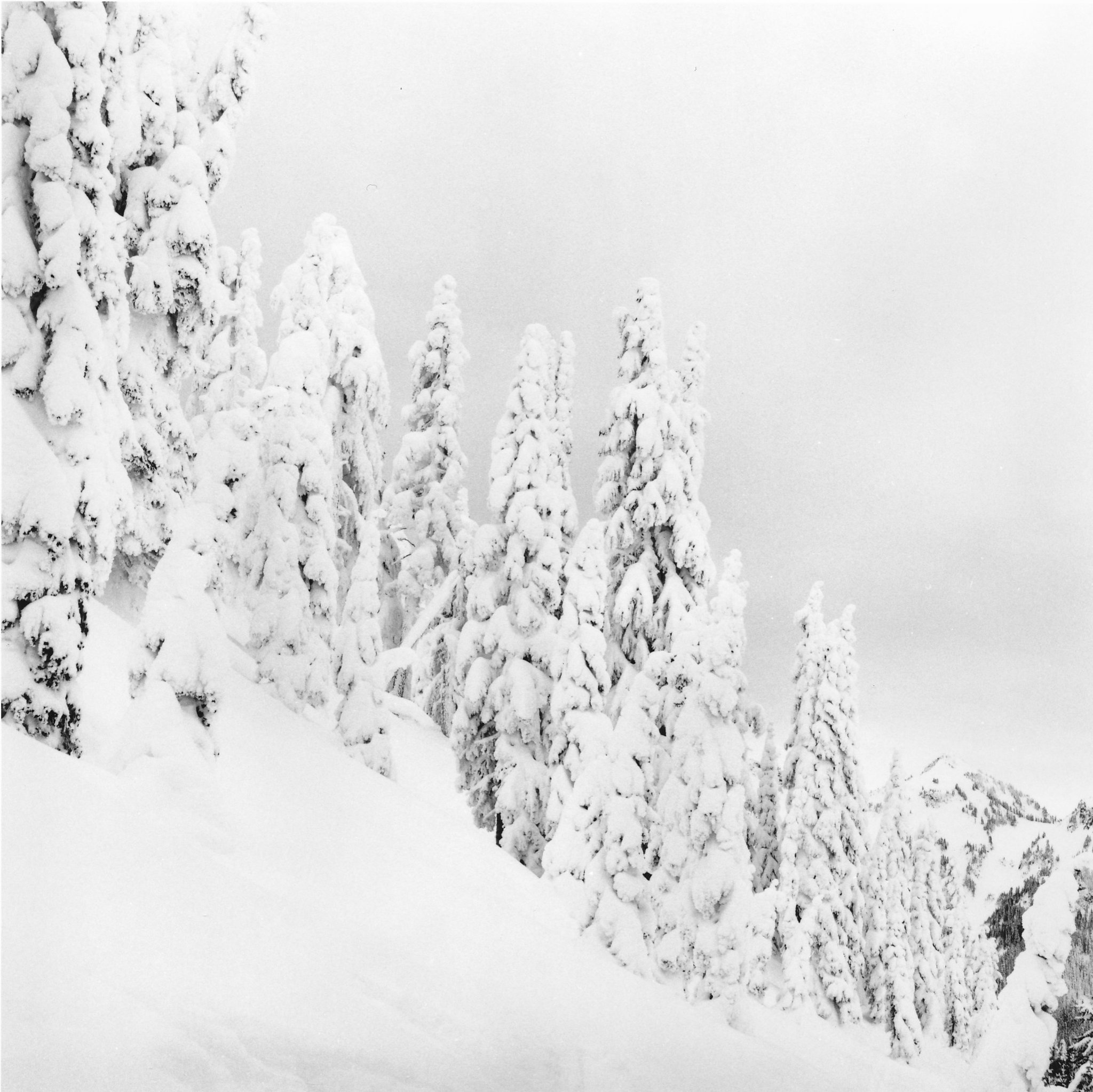 Monika (@DrMarsRover), Silence, Paradise, Mt Rainier, Ilford HP5+ film.