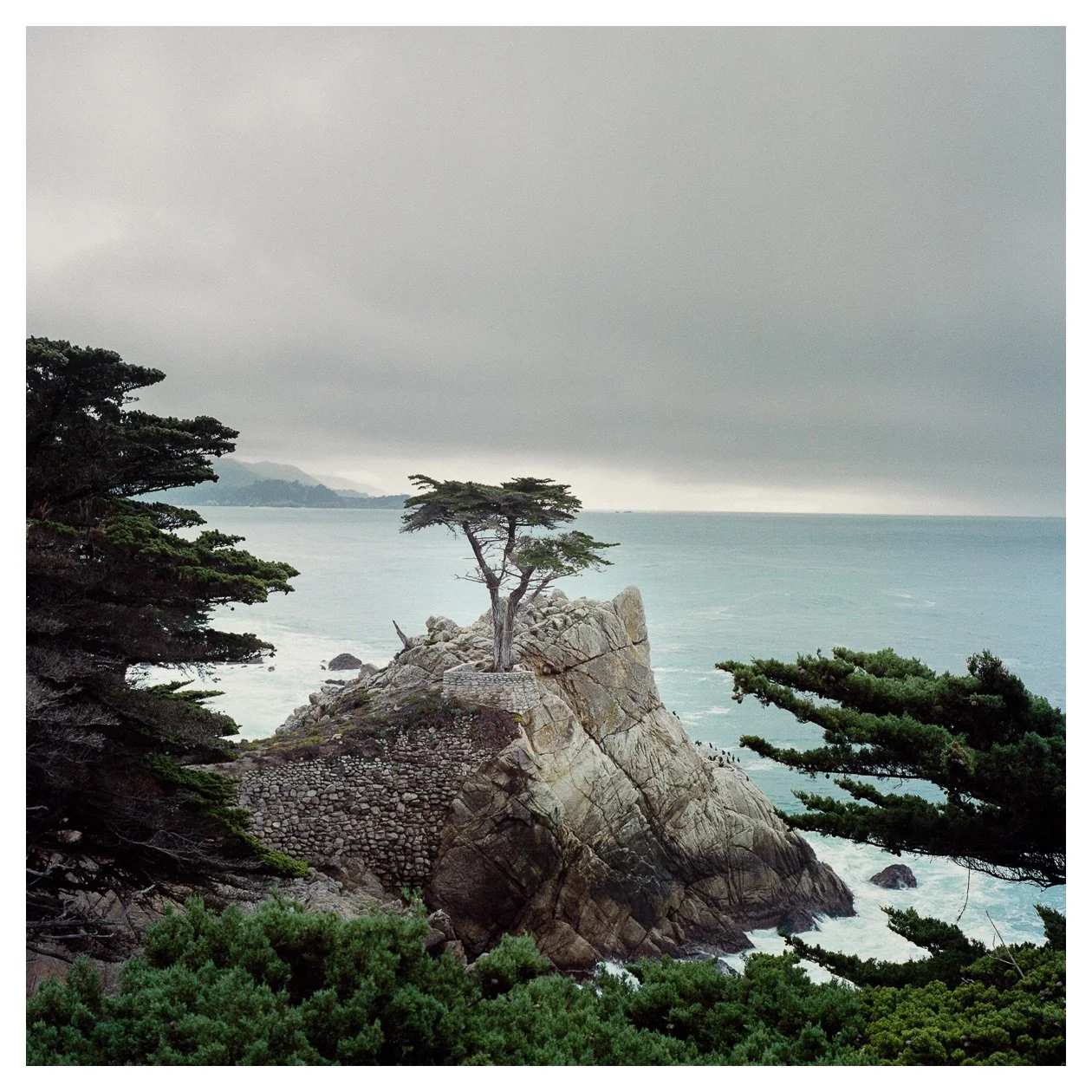 Nick Trujillo, Lone Cypress, Pebble Beach, CA , Fuji Reala 100 film, developed using an Arista C-41 kit.