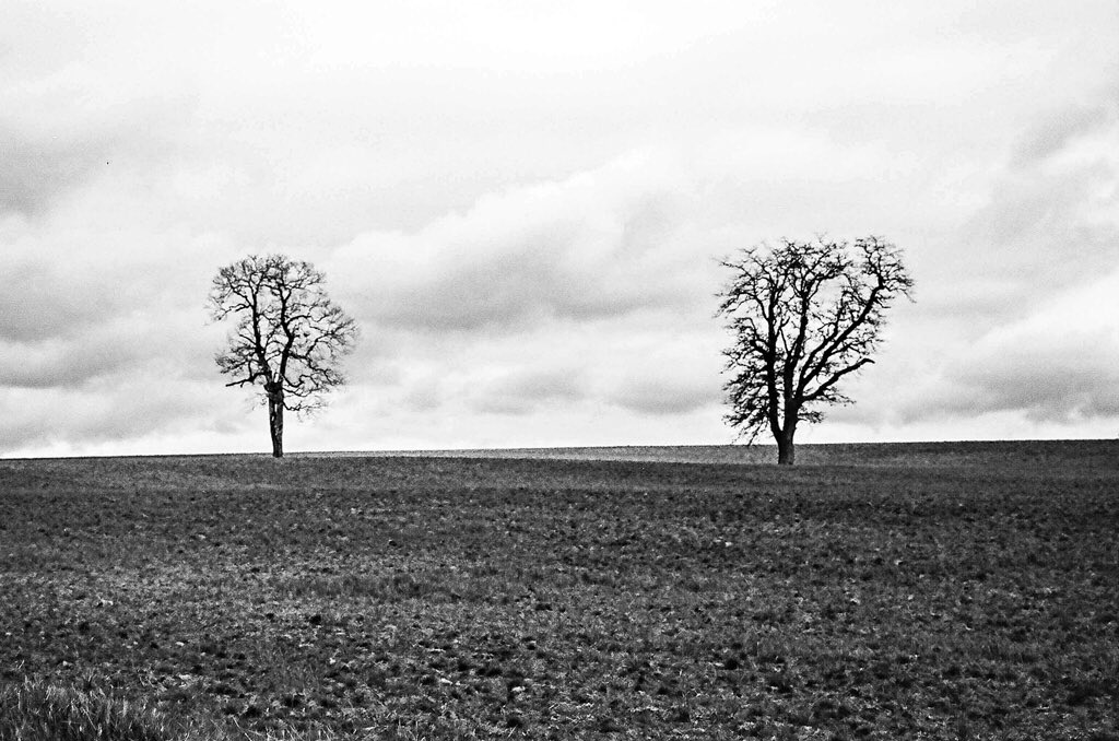 Philip Constant, Two Trees, Santiam Hills, Ilford Delta 100 film, lab developed by Ilford USA