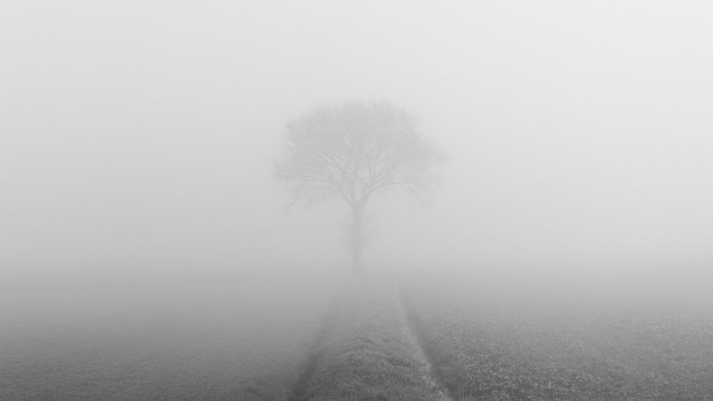 Tom Rayfield, Walk The Faded Line.