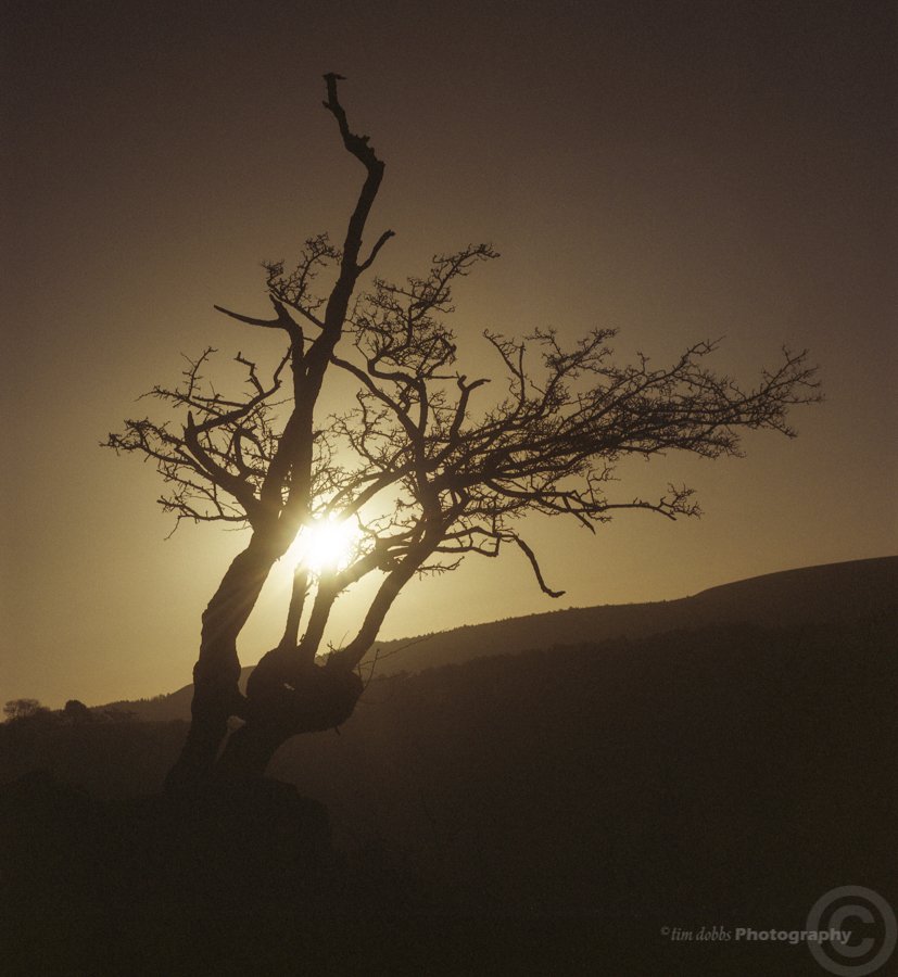 Tim Dobbs, A Tree At Sunset, expired Fuji NPS 160 film.