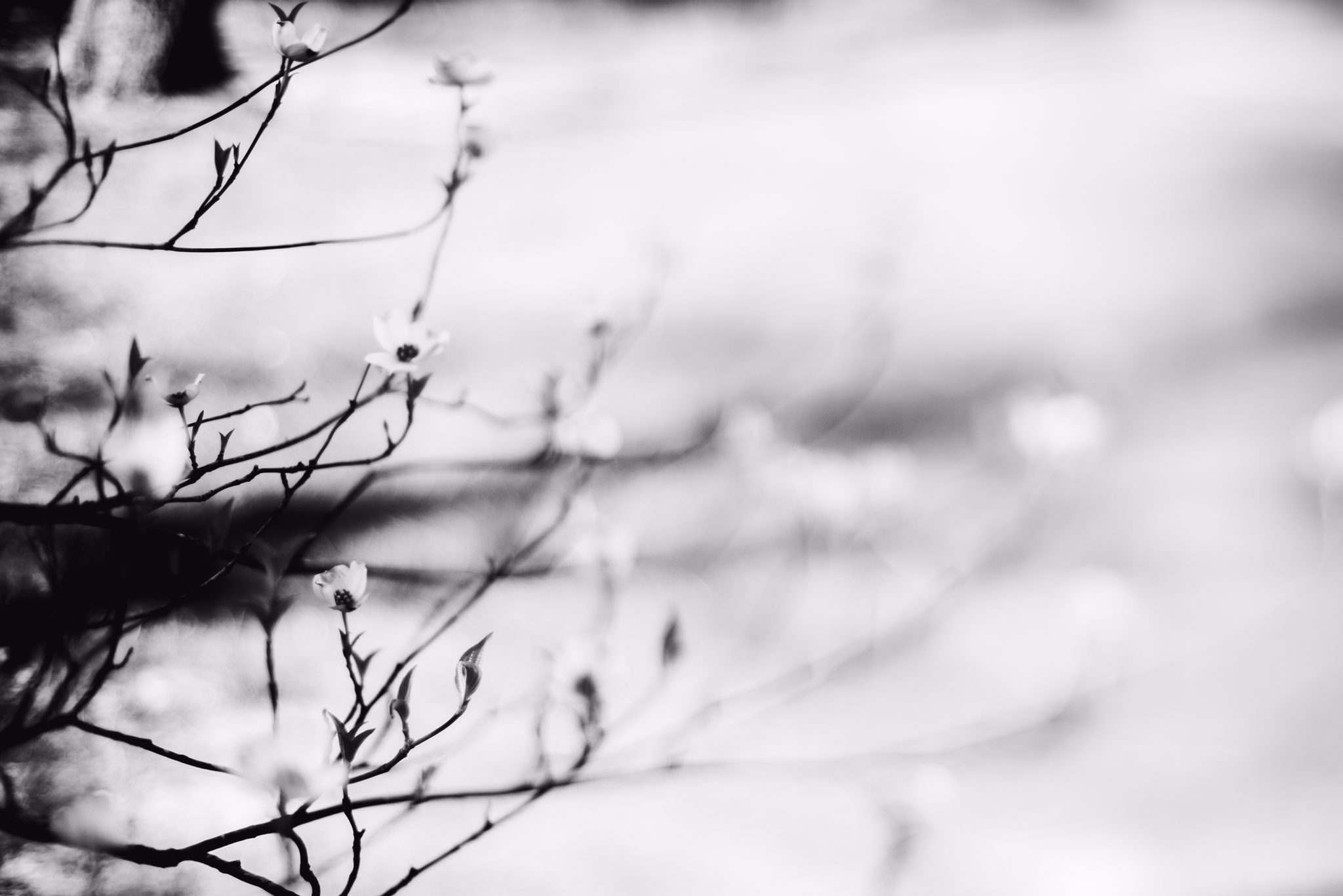 Lina Forrester, Afternoon, freelensed with a 50mm lens and a Nikon D5300 camera.