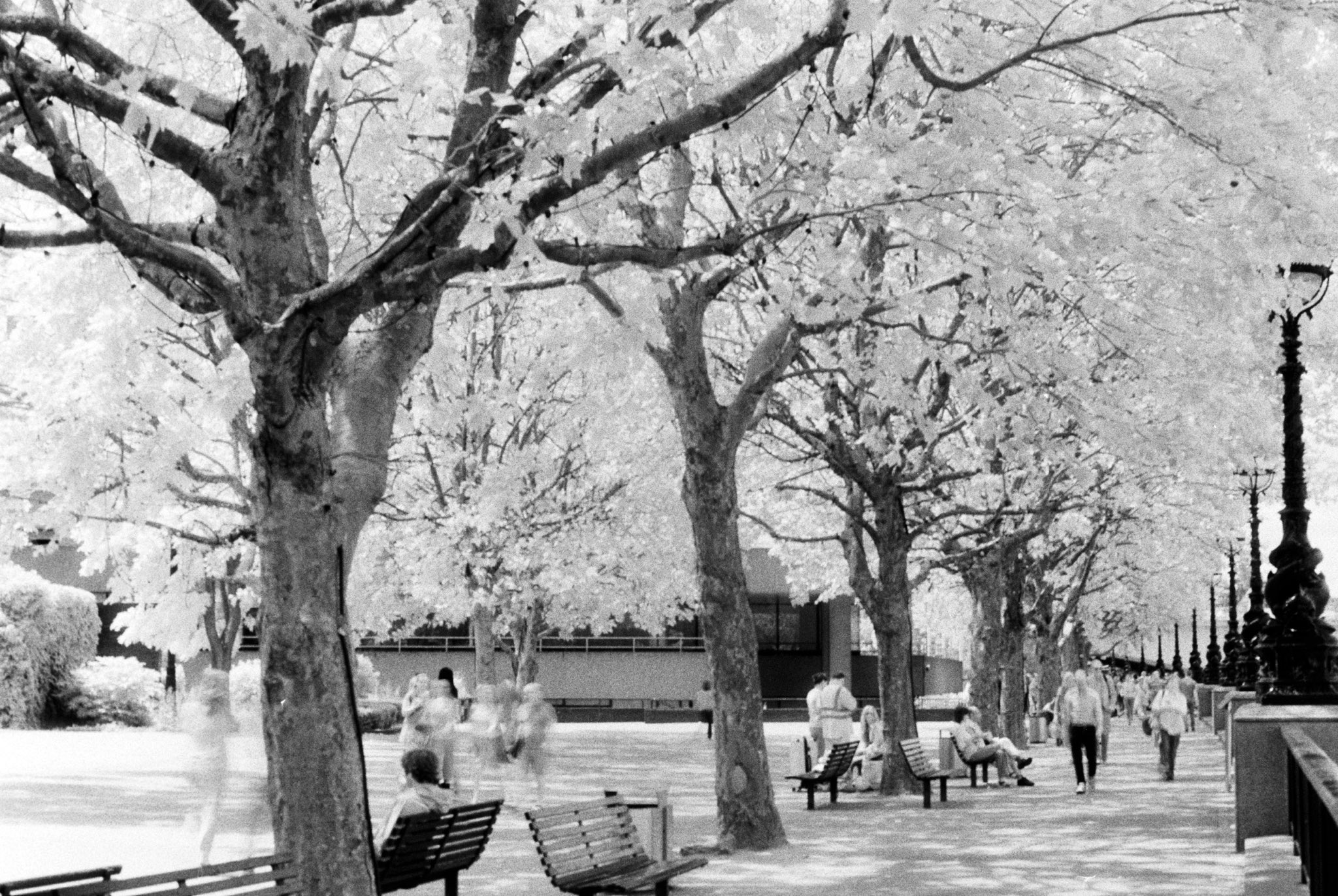 Sandeep Surmal, Southbank, London, Ilford SFX film with Infrared R72 filter.