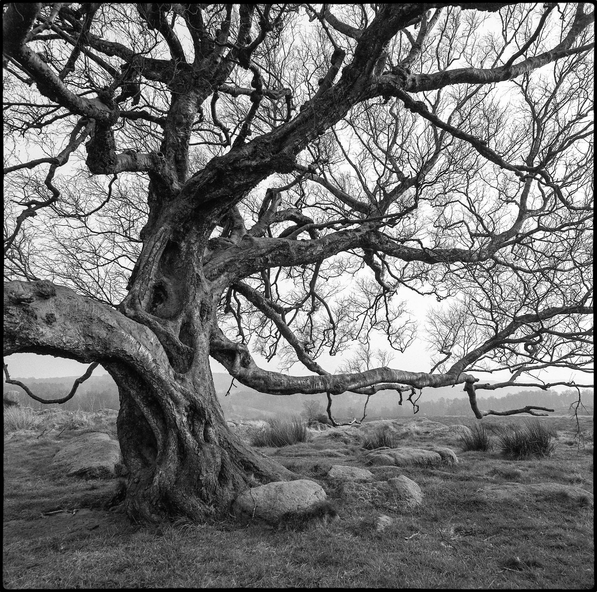 Adi Taylor, Twisted, the Owler Tor Tree, Ilford Delta 100 film.