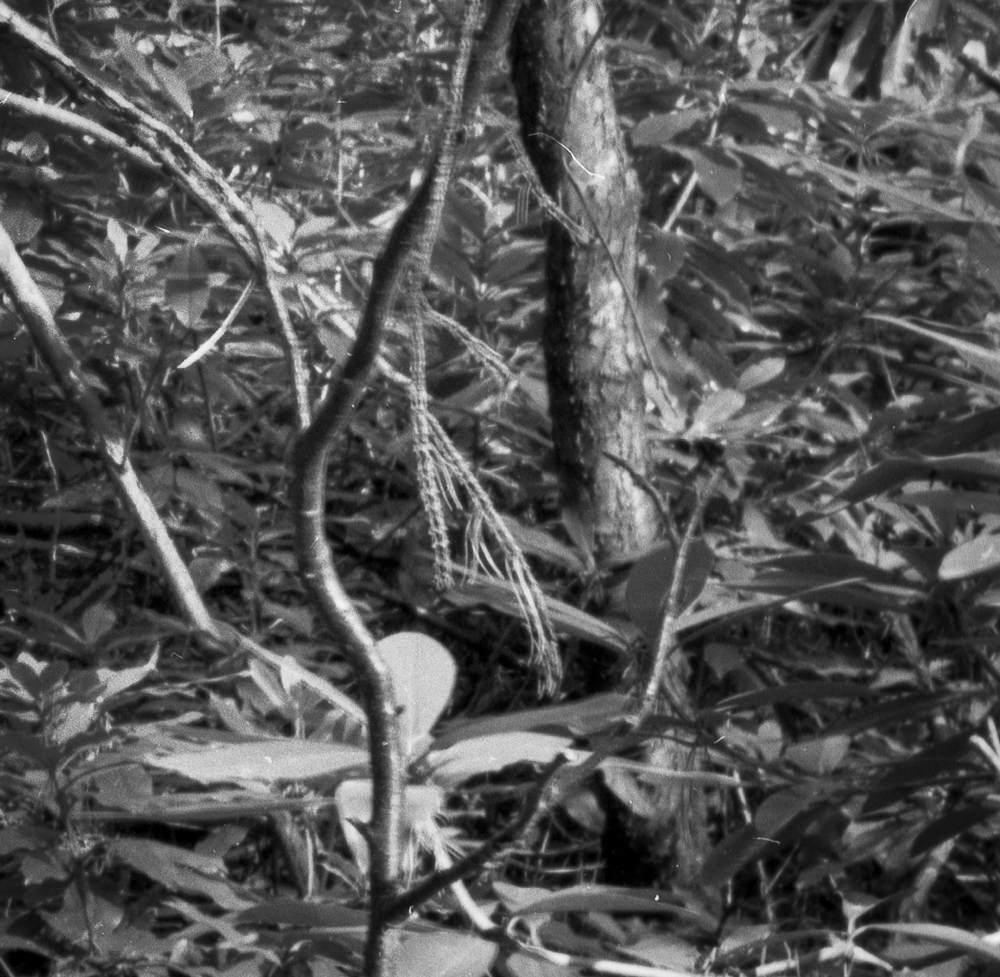 A tiny section of the above print showing the effects of the multiple exposure. You can see the distinct movement of the branches in the central area.