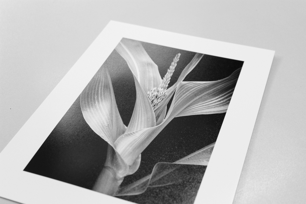 Young Corn print on Canson Baryta Photographique paper