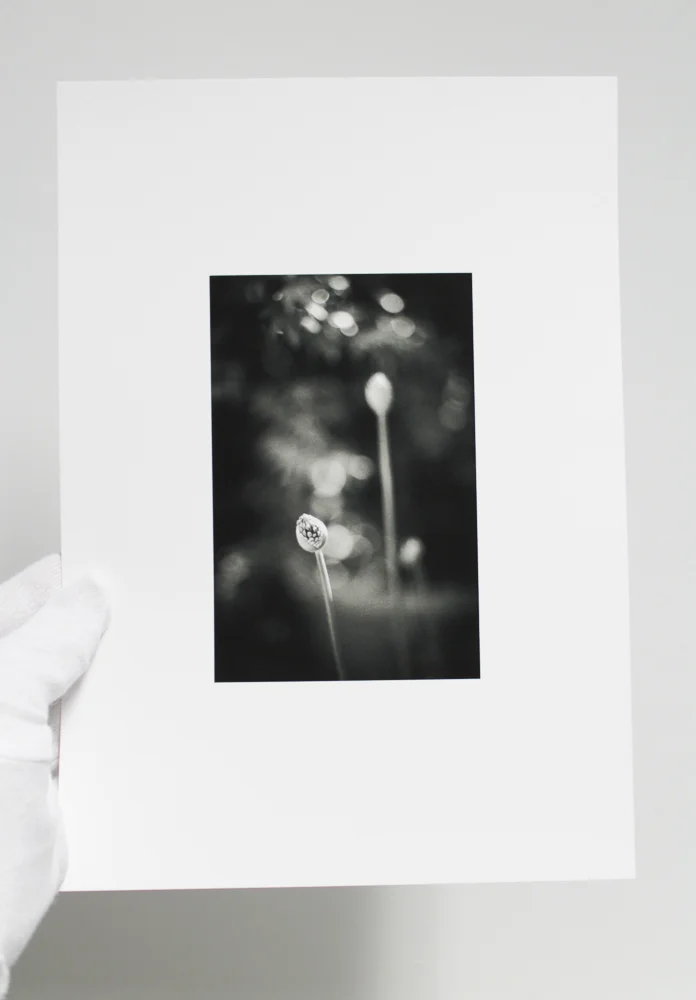 The actual print on A4 paper, to show the image / paper size. Of course, the photograph can only approximate how the print looks in real life.
