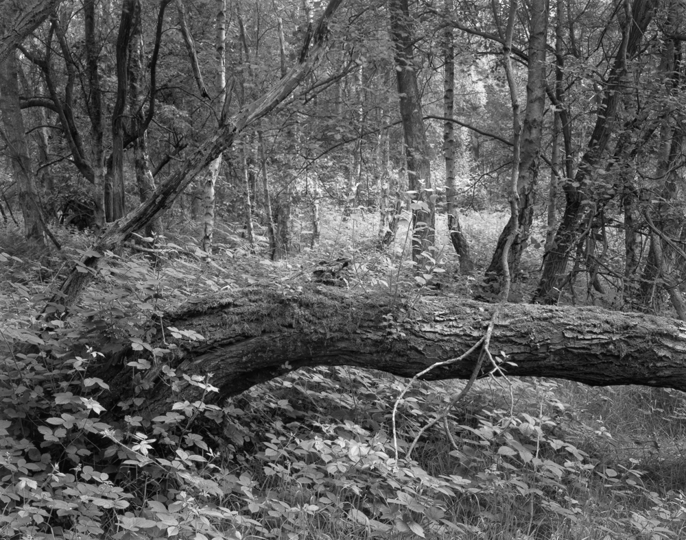 Fallen Tree . A 10 x8 contact print made on warmtone fibre based darkroom paper.