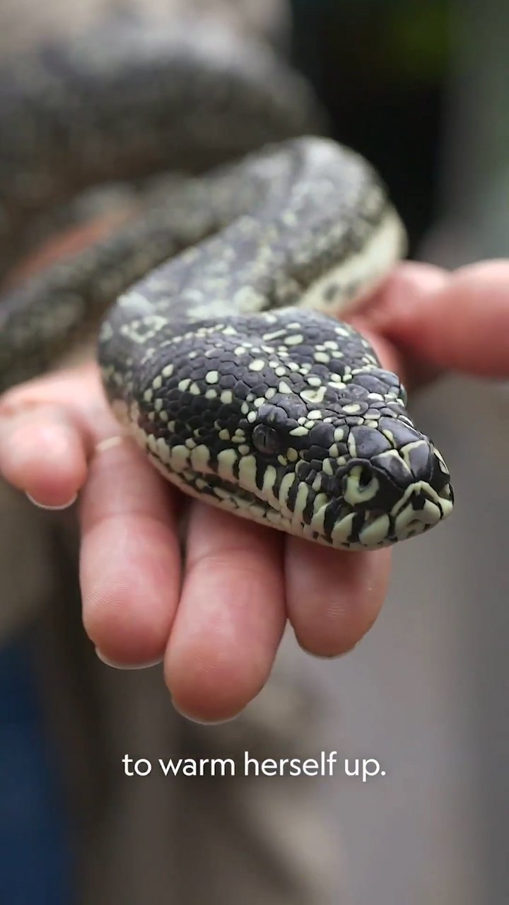 NatGeo - Taronga - Diamond Python