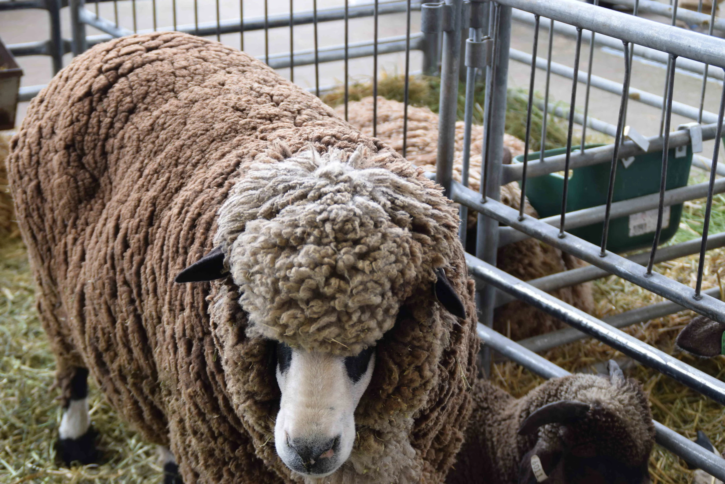 Animals: Country's coming to town - Canterbury A & P Show