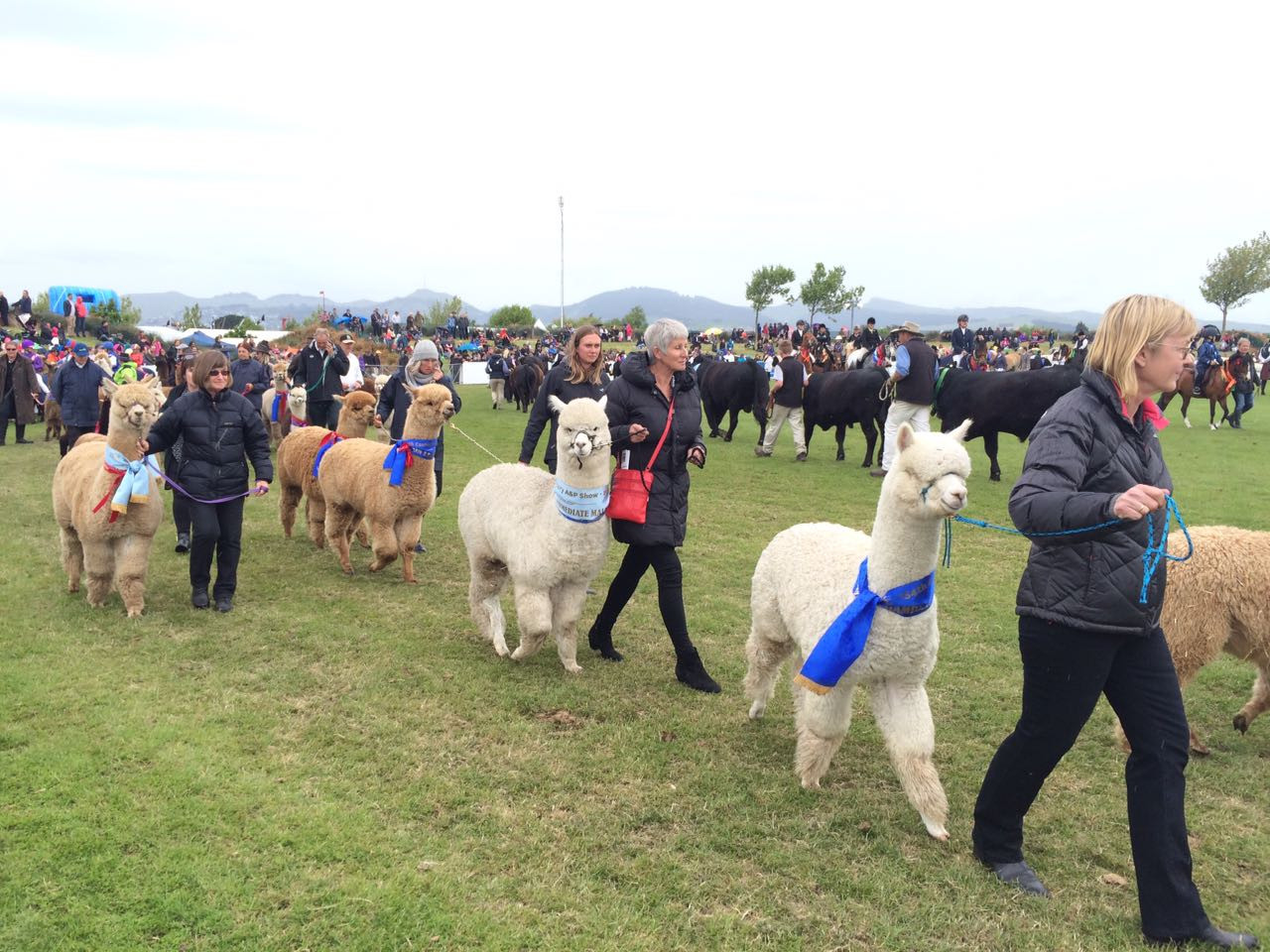  The Ballantynes Grand Parade was the final attraction of the event held on Friday, November 11. It was the showcase of the best of the best with prize winners across most livestock and equestrian sections parading their ribbons. The Parade is led by the Canterbury Caledonian Pipe Band. 