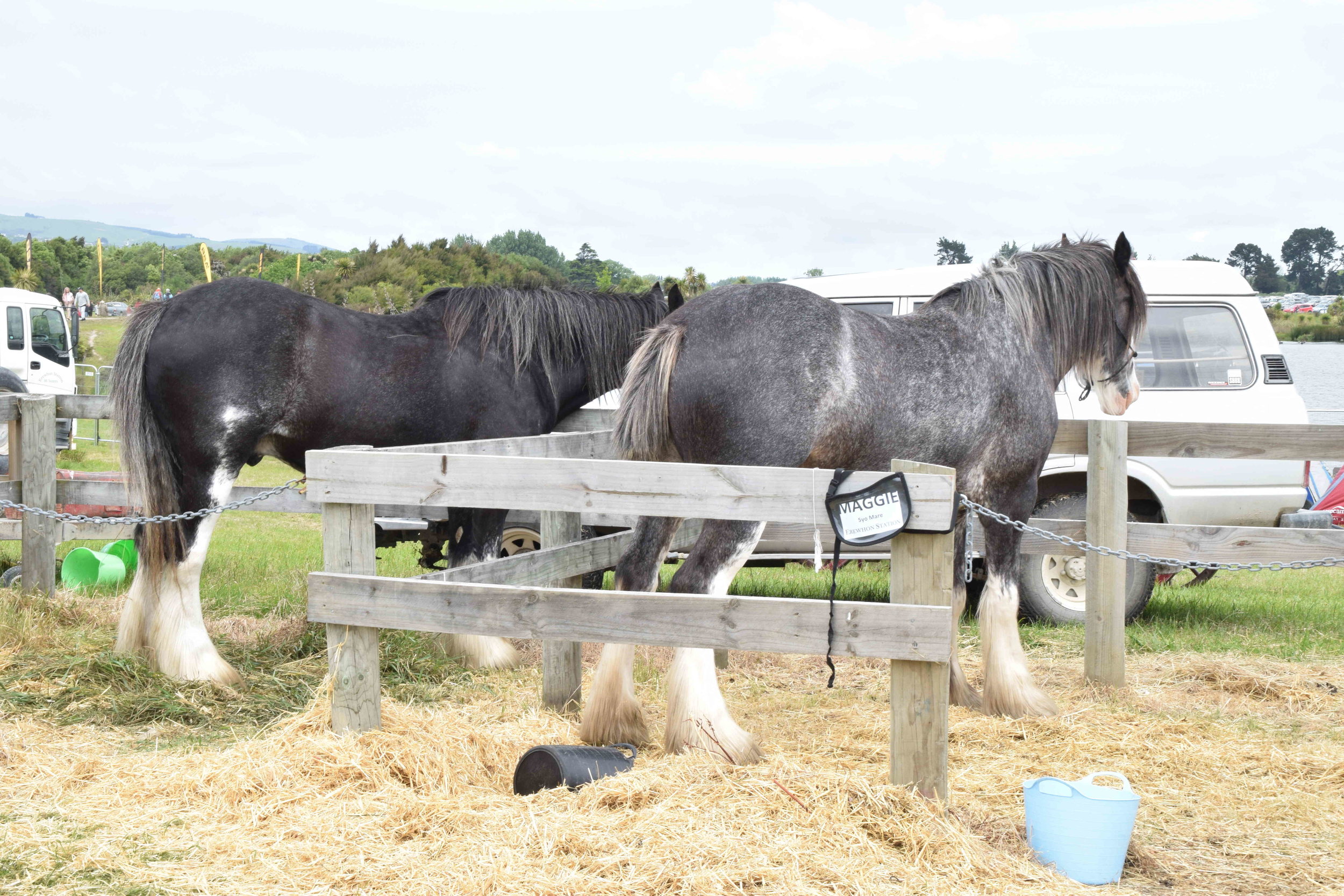  As always, animals were the attraction of the event; seen above are the Ballantynes Clydesdales 