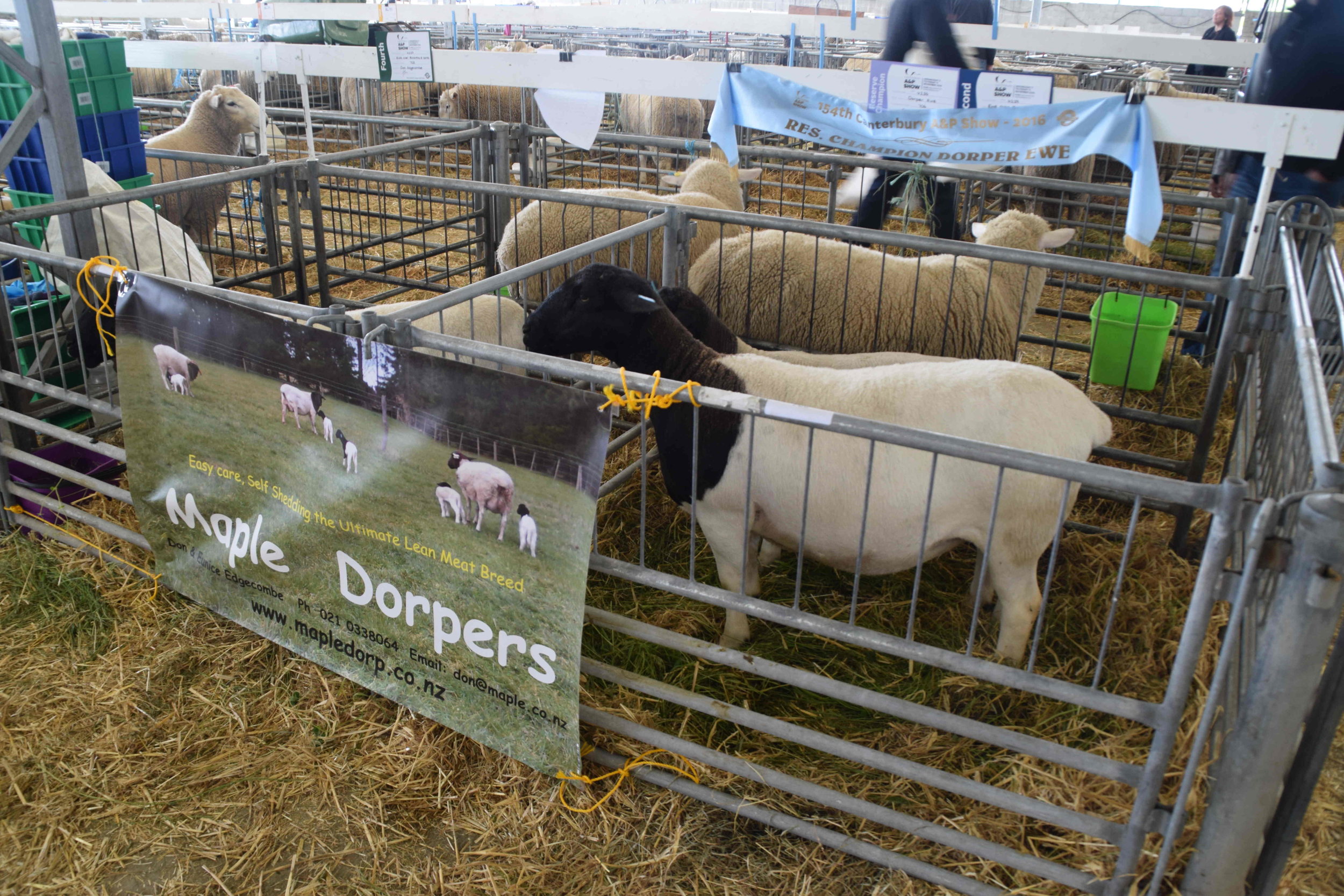  Maple Dorpers - a sheep breed known for its self shedding of wool 