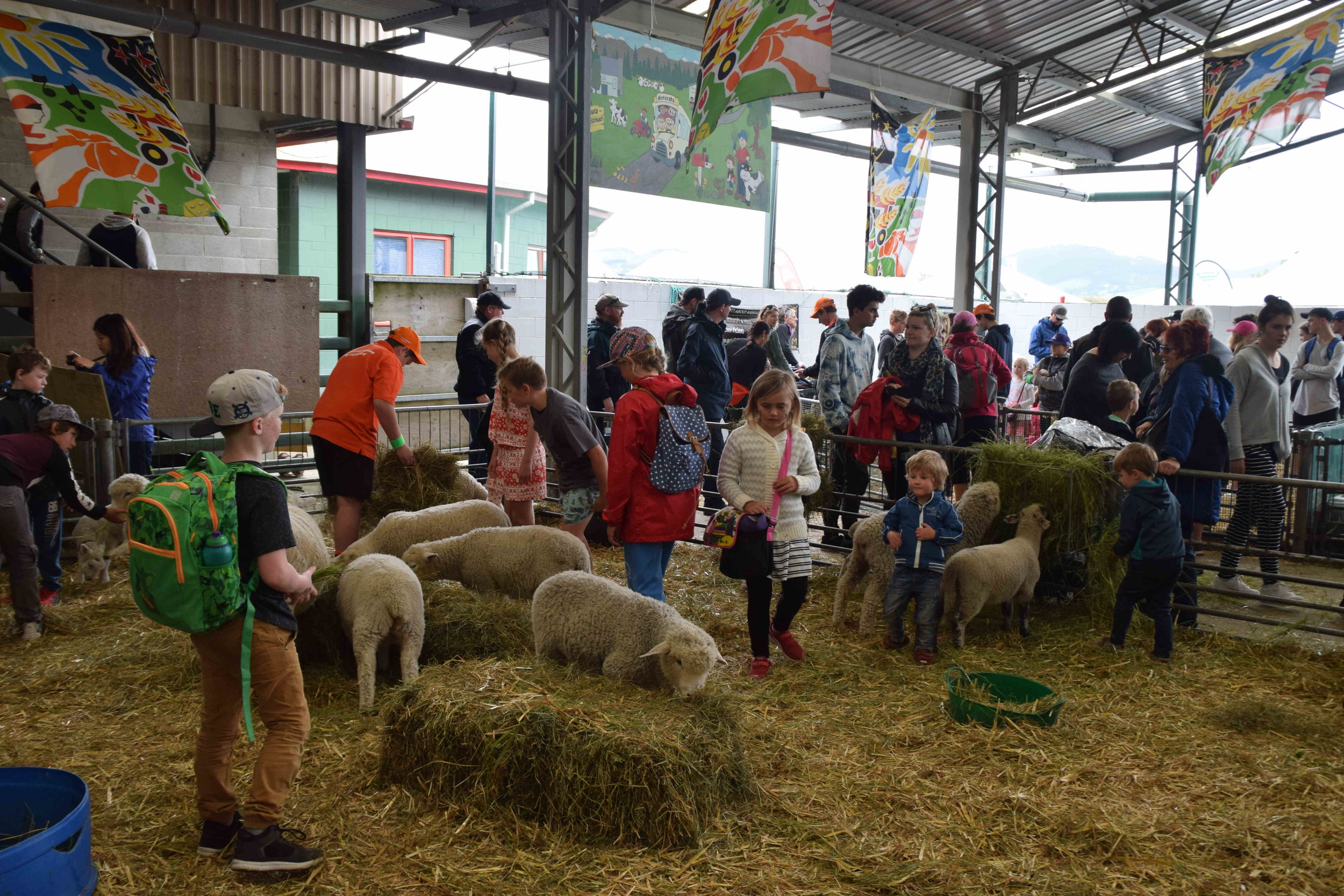  Sheep maternity ward was a special attraction for children visiting the A and P Show 