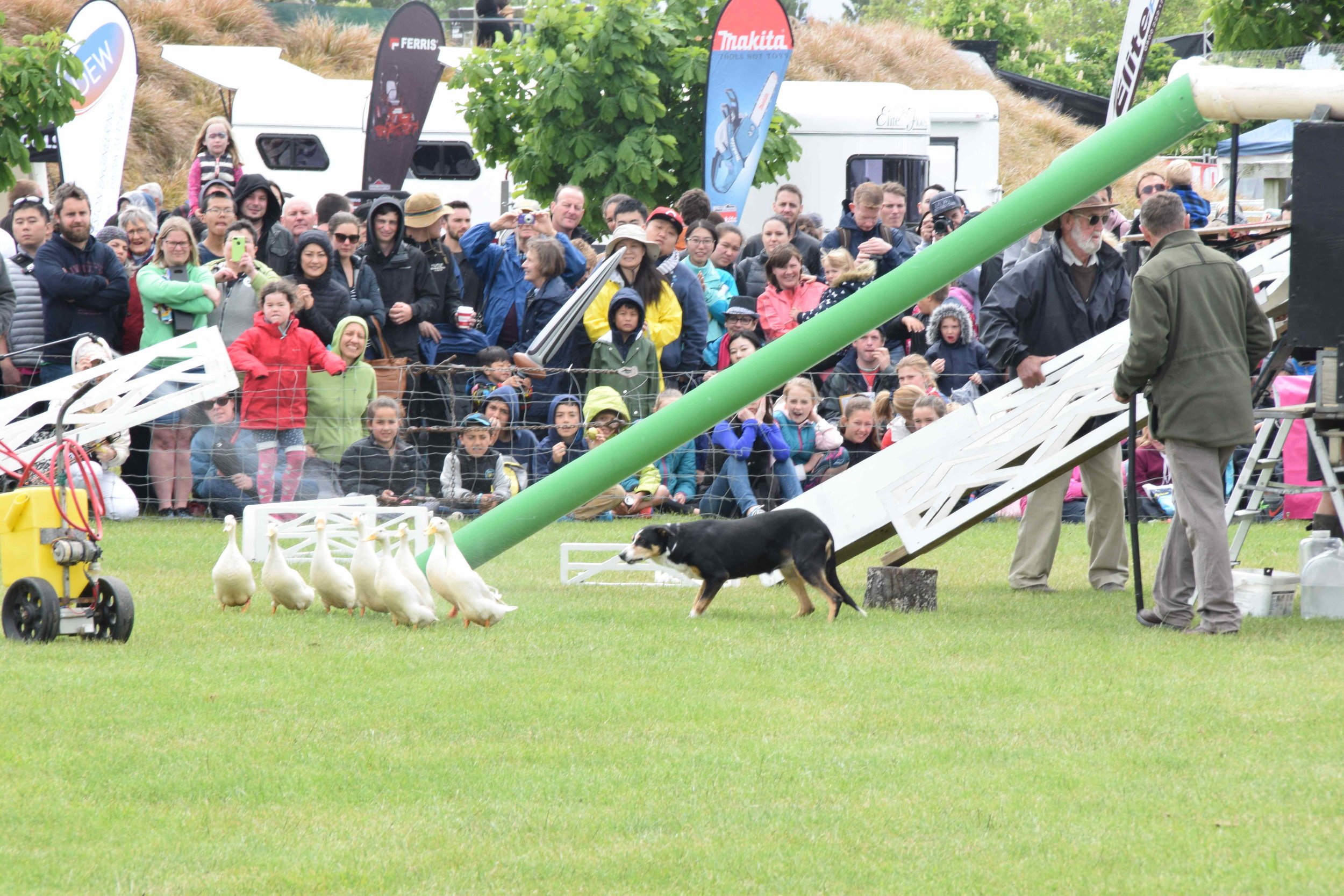  Duck herding (above); showcasing farm dogs, which are purpose-bred dogs that are trained to round up stock and shift animals through gates, into pens and onto trucks 