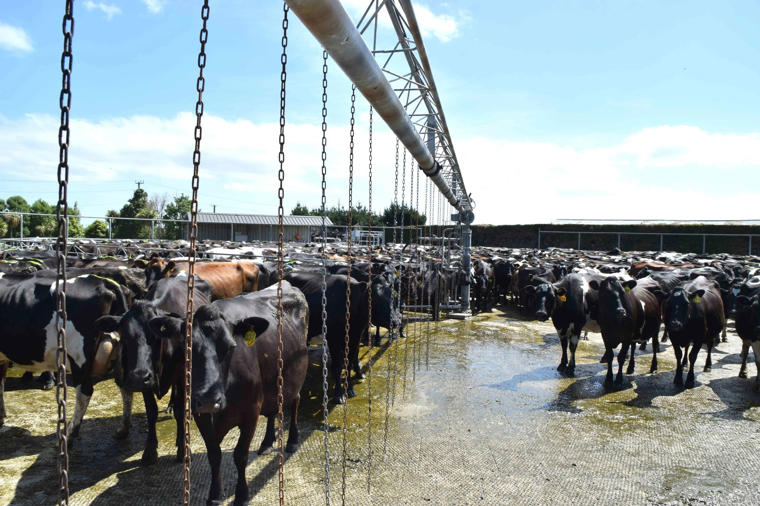 Open Day: LU Dairy Farm aims to reduce environmental footprint  