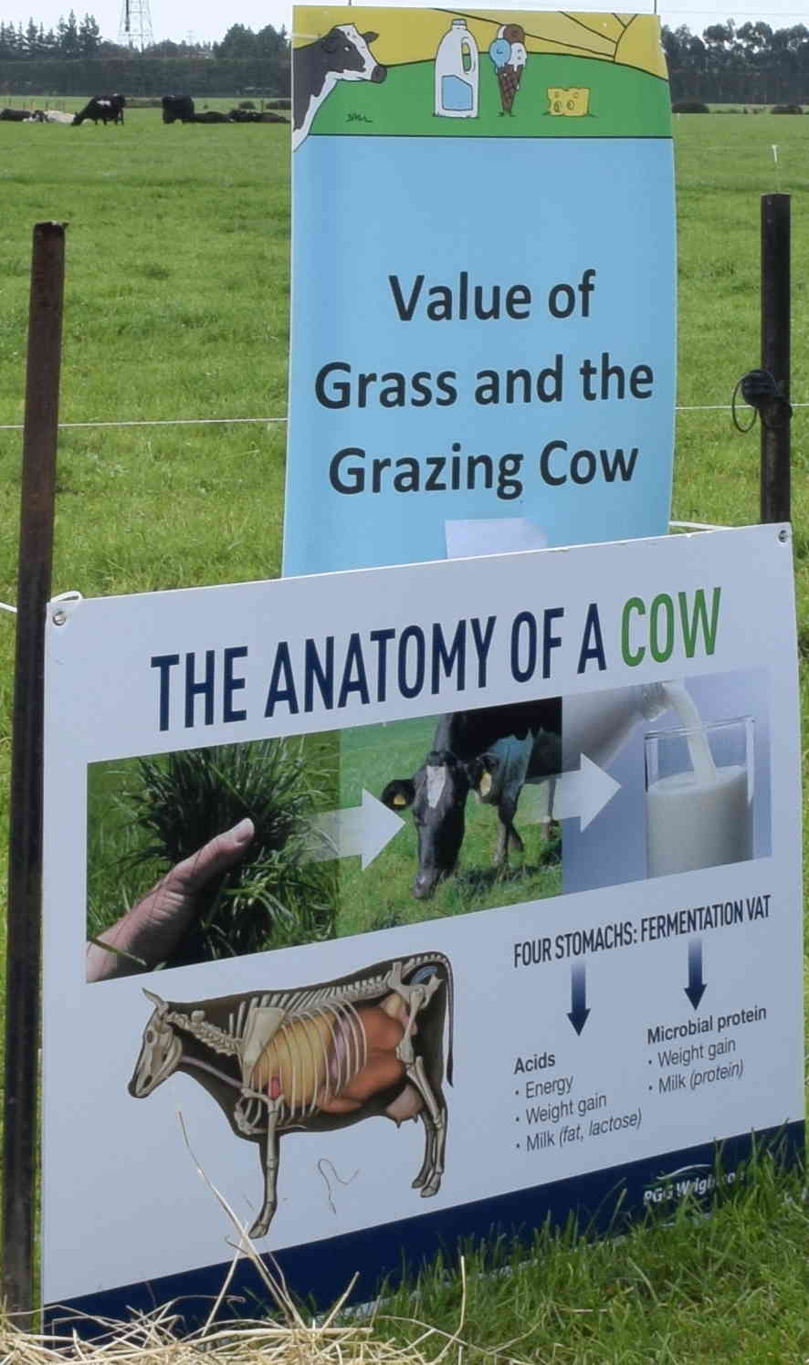 Grass - the NZ advantage: LUDF informed that ryegrass and clover pasture is one of country's key competitive advantages as it is grown most of the year and tolerates frequent grazing. 