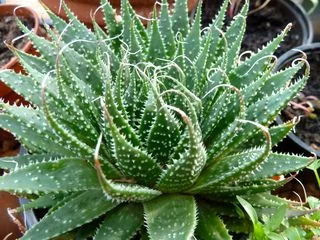 Aloe aloe aloe...